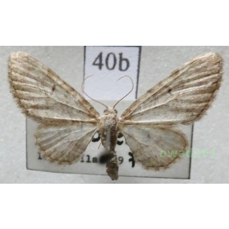 Eupithecia egenaria Herrich-Schäffer, 1848 Czech40b